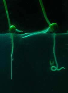 Plantoid can be beautiful, too.